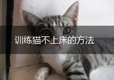 训练猫不上床的方法