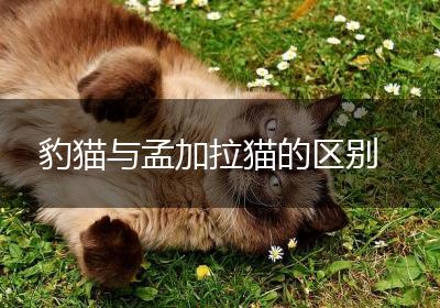 豹猫与孟加拉猫的区别