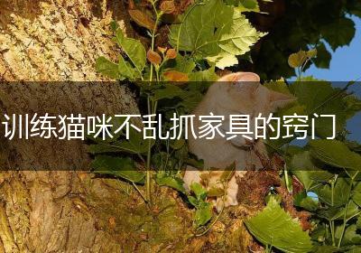 训练猫咪不乱抓家具的窍门