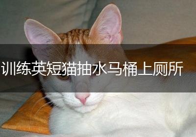 训练英短猫抽水马桶上厕所