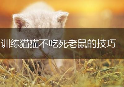训练猫猫不吃死老鼠的技巧