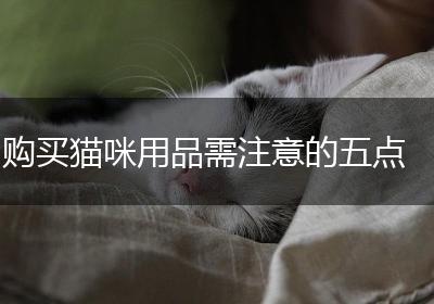 购买猫咪用品需注意的五点