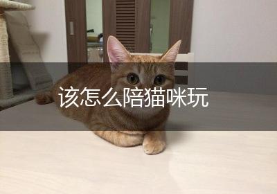 该怎么陪猫咪玩