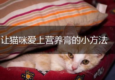 让猫咪爱上营养膏的小方法