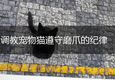 调教宠物猫遵守磨爪的纪律