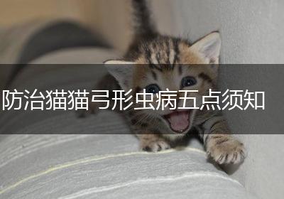 防治猫猫弓形虫病五点须知