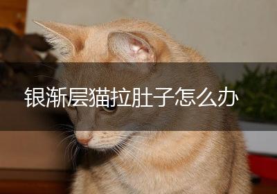 银渐层猫拉肚子怎么办