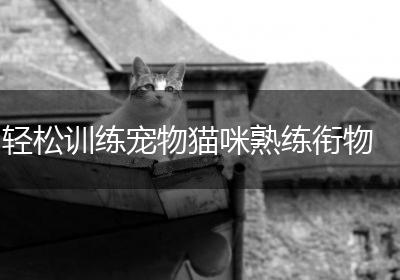 轻松训练宠物猫咪熟练衔物