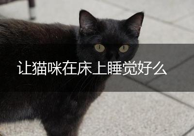 让猫咪在床上睡觉好么