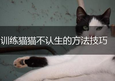 训练猫猫不认生的方法技巧