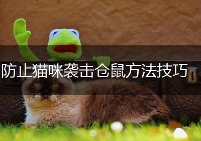 防止猫咪袭击仓鼠方法技巧