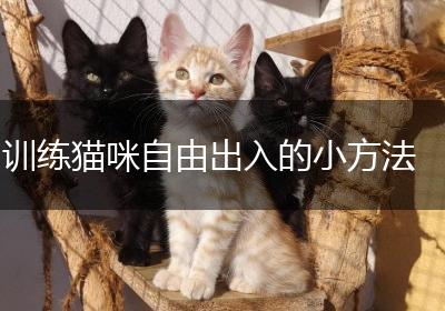 训练猫咪自由出入的小方法