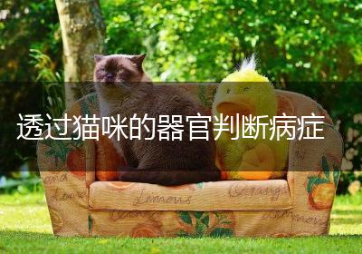 透过猫咪的器官判断病症