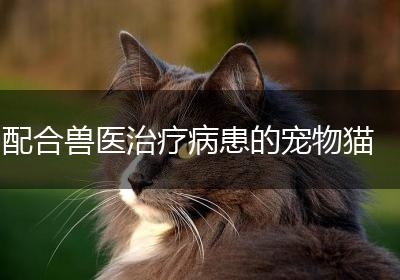 配合兽医治疗病患的宠物猫