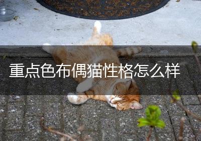 重点色布偶猫性格怎么样