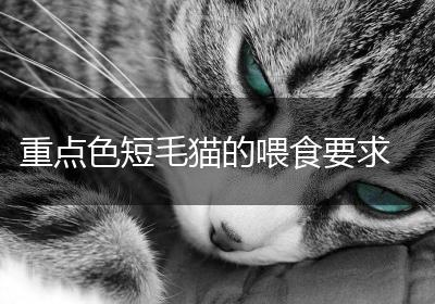 重点色短毛猫的喂食要求