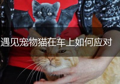 遇见宠物猫在车上如何应对