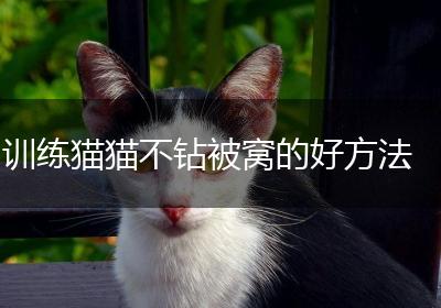 训练猫猫不钻被窝的好方法