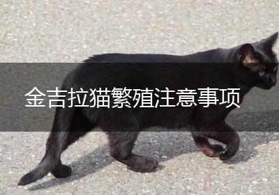 金吉拉猫繁殖注意事项