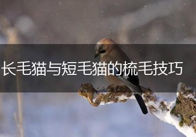 长毛猫与短毛猫的梳毛技巧