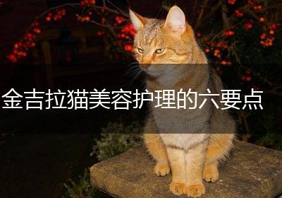 金吉拉猫美容护理的六要点