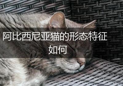 阿比西尼亚猫的形态特征如何