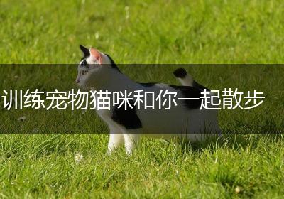 训练宠物猫咪和你一起散步