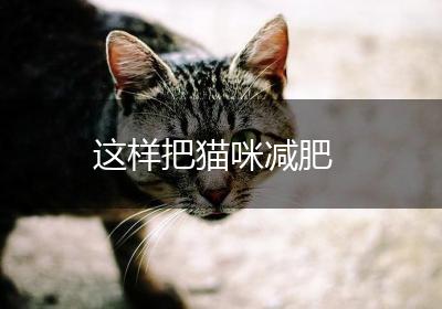这样把猫咪减肥