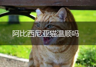 阿比西尼亚猫温顺吗