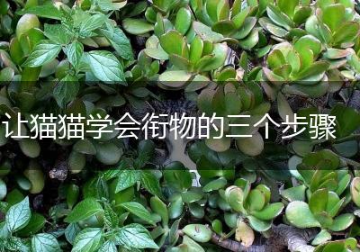 让猫猫学会衔物的三个步骤