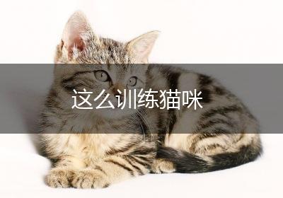 这么训练猫咪