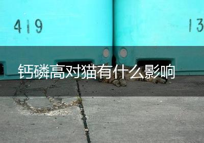 钙磷高对猫有什么影响