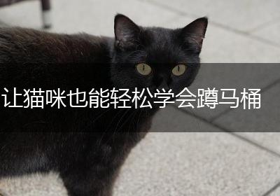 让猫咪也能轻松学会蹲马桶