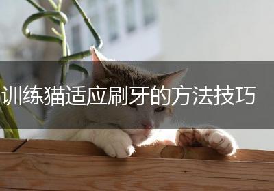 训练猫适应刷牙的方法技巧