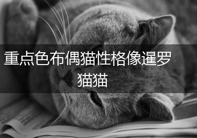 重点色布偶猫性格像暹罗猫猫