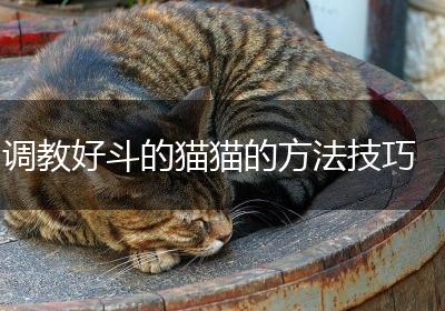 调教好斗的猫猫的方法技巧