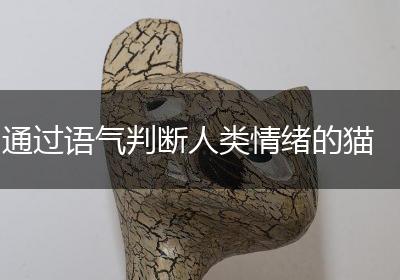 通过语气判断人类情绪的猫