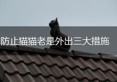 防止猫猫老是外出三大措施