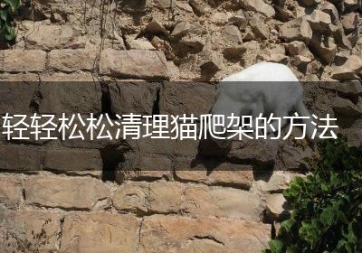 轻轻松松清理猫爬架的方法