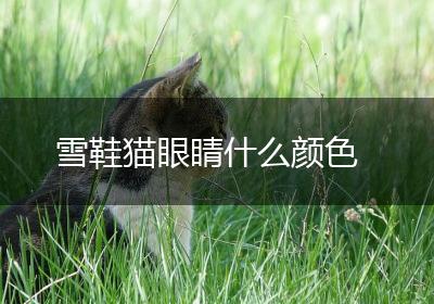 雪鞋猫眼睛什么颜色