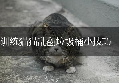 训练猫猫乱翻垃圾桶小技巧
