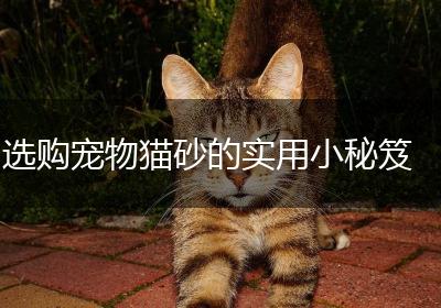 选购宠物猫砂的实用小秘笈