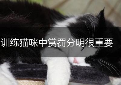 训练猫咪中赏罚分明很重要