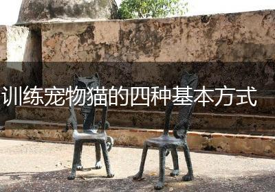 训练宠物猫的四种基本方式