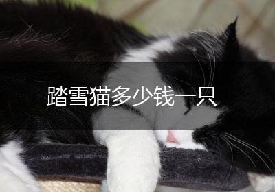 踏雪猫多少钱一只