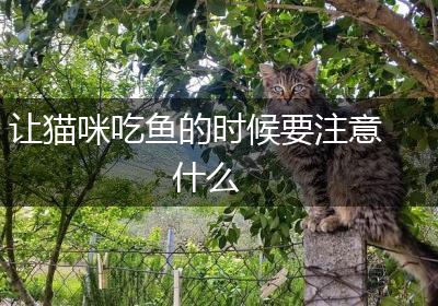 让猫咪吃鱼的时候要注意什么
