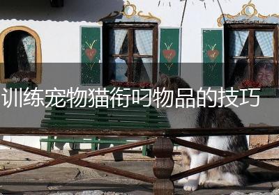 训练宠物猫衔叼物品的技巧