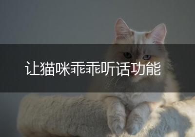 让猫咪乖乖听话功能