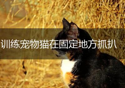 训练宠物猫在固定地方抓扒