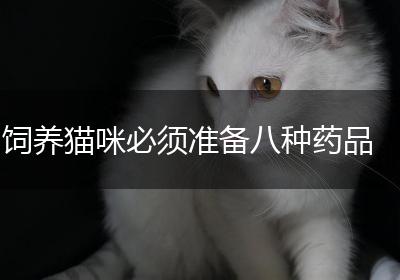 饲养猫咪必须准备八种药品